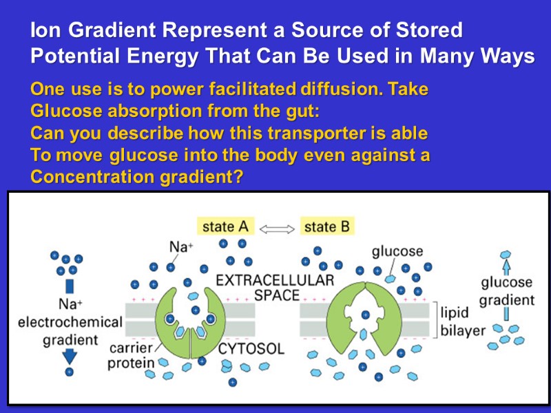 Ion Gradient Represent a Source of Stored Potential Energy That Can Be Used in